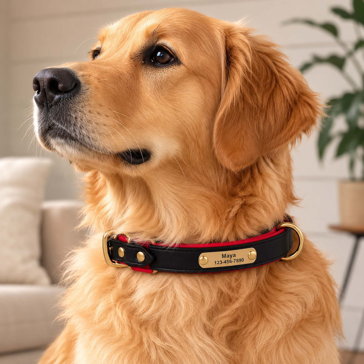 Collier Personnalisé pour Chien