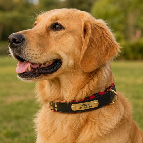 Collier Personnalisé pour Chien